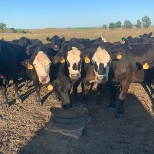 Meet your Posher, Meghan